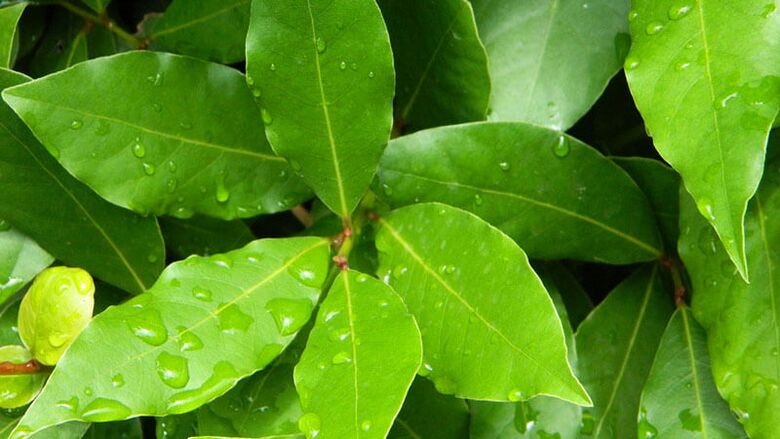 Bay leaves are important for use in diabetes mellitus